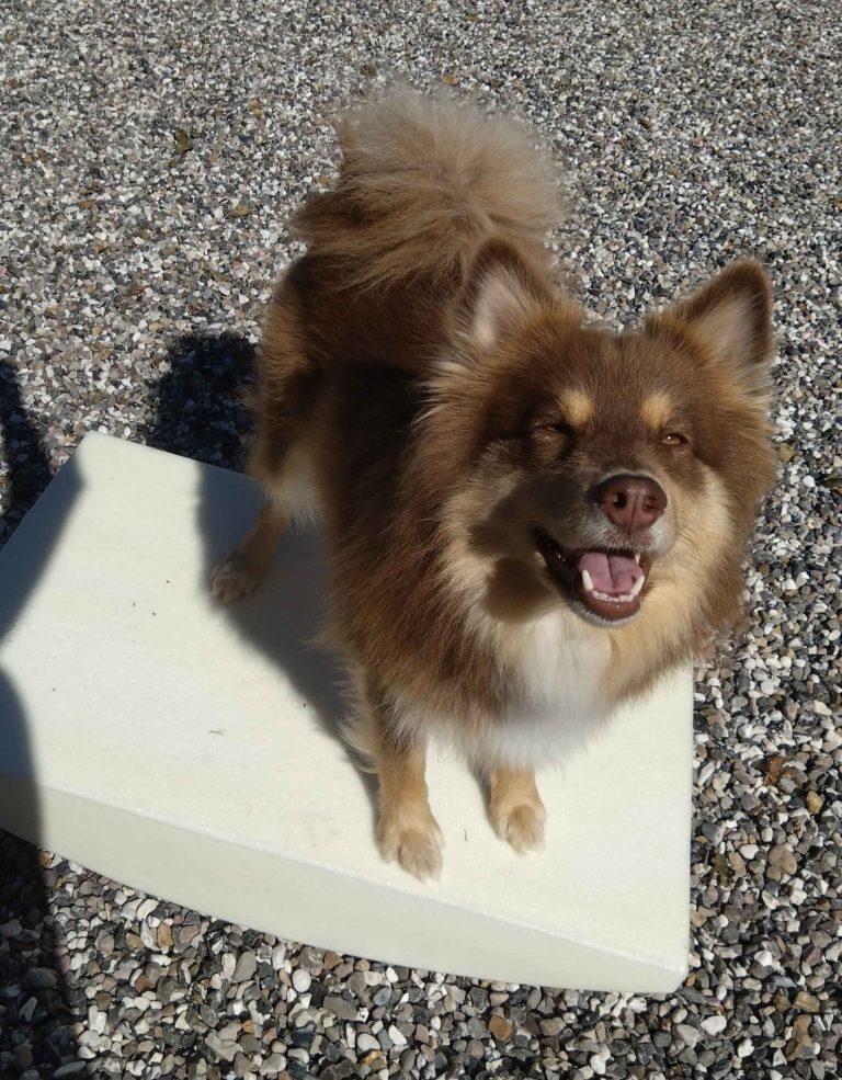 Read more about the article Balance for hunde