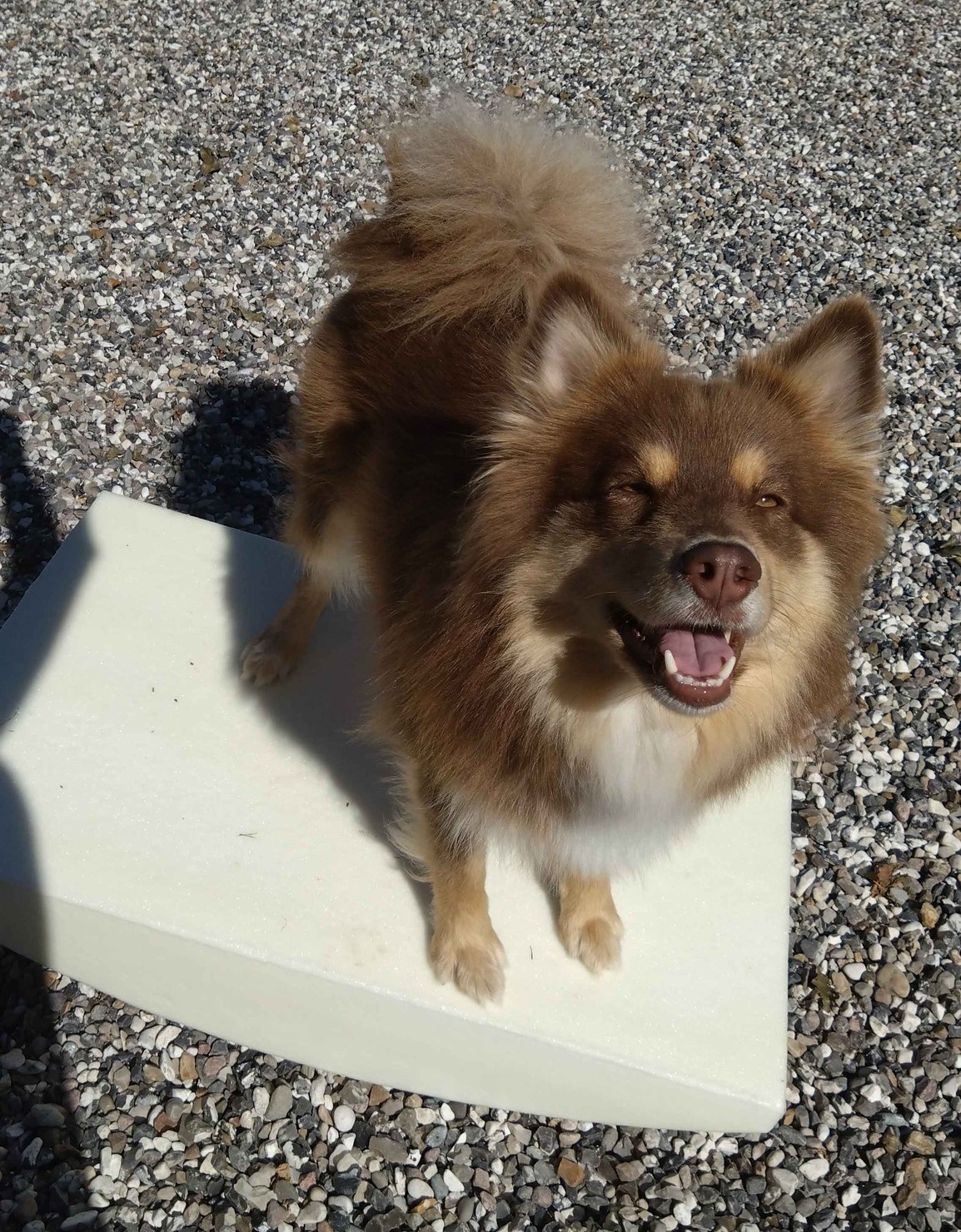 Read more about the article Balance for hunde